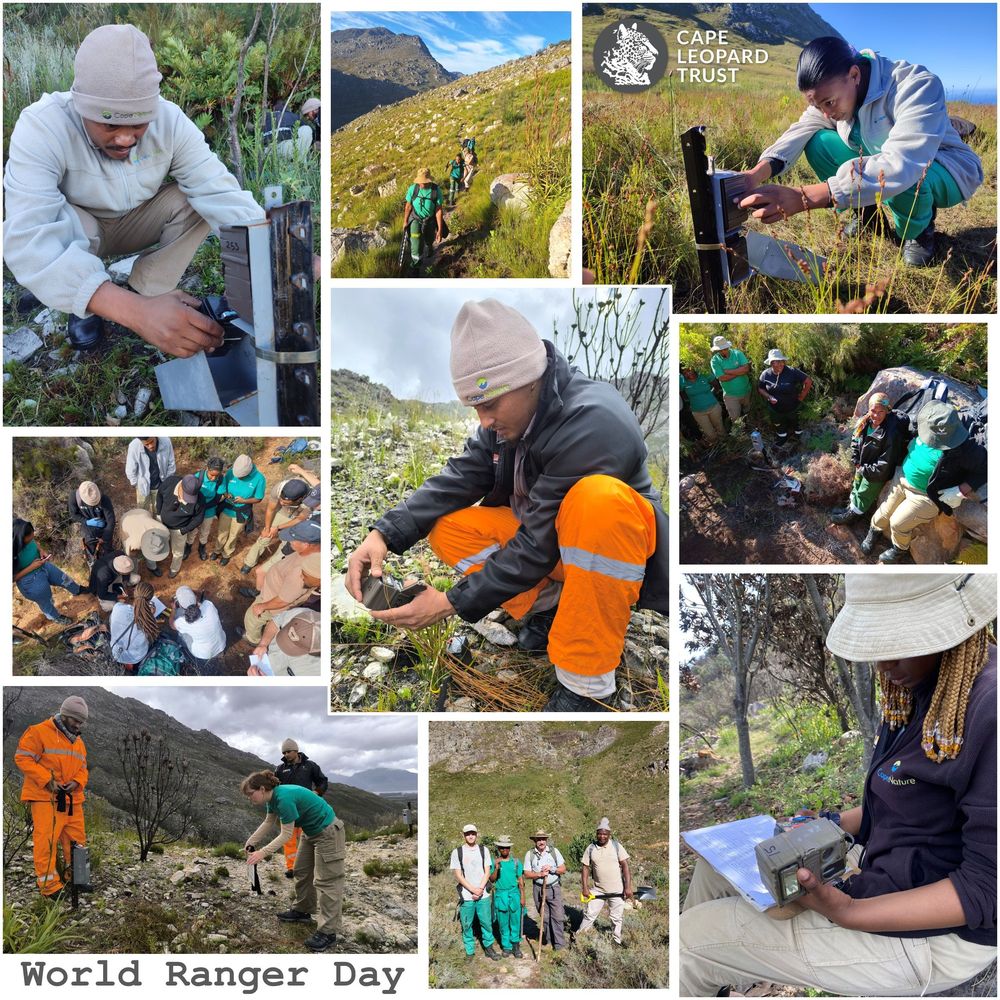 Cape Leopard Trust (CLT) (@capeleopardtrst) on Twitter photo #WorldRangerDay ~ The <a href="/CapeLeopardTrst/">Cape Leopard Trust (CLT)</a> extends a special thanks to the many field rangers who assist us with fieldwork &data collection and share their knowledge &insights. We salute these men &women for their service to Nature – protecting &conserving our precious biodiversity! #WorldRangerDay ~ The <a href="/CapeLeopardTrst/">Cape Leopard Trust (CLT)</a> extends a special thanks to the many field rangers who assist us with fieldwork &data collection and share their knowledge &insights. We salute these men &women for their service to Nature – protecting &conserving our precious biodiversity!