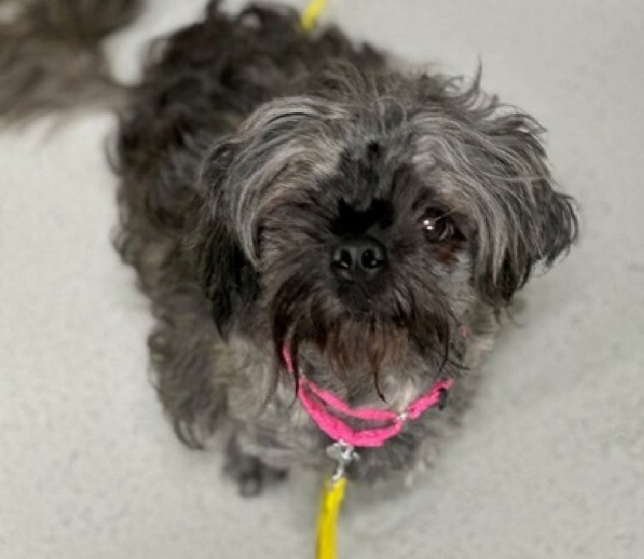 Glimmer 232902
#NewIntake #NYCACC 
#NationalMuttDay 
#SaveOurSeniors #RescueOnly 
A cute little 14.9 lb, 8 yr old boy
Often seeks attention for pers on head or chin
He is touch sensitive on his back
New Hope Only 
Can Glimmer come live with you?
nycacc.app/browse/232902