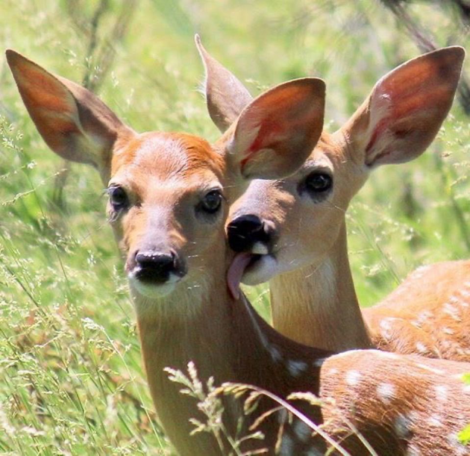 deer encounters 🦌 tweet media