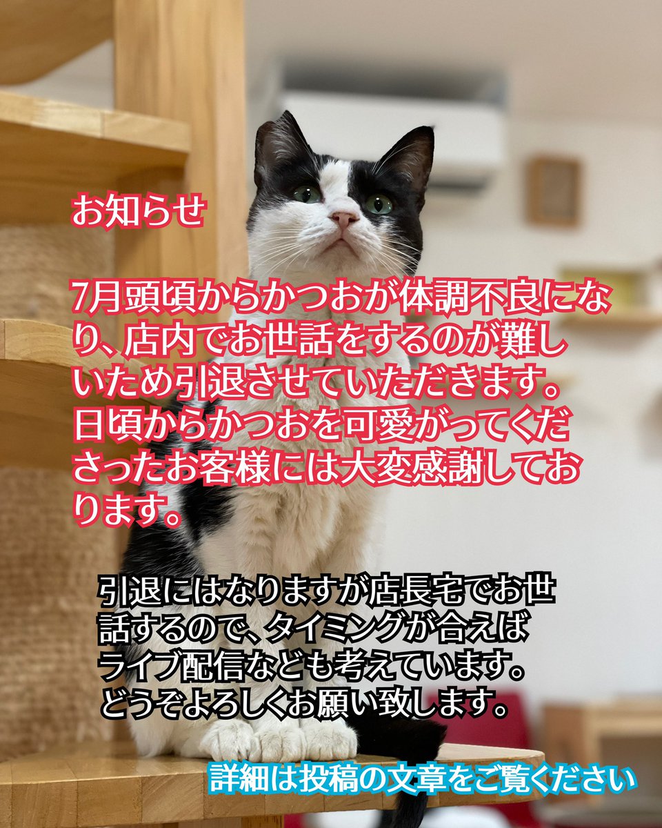 29nekocafe's tweet photo. お知らせ

当店の猫スタッフ、かつおくん引退についてのお知らせです。

7月に入ってから体調が思わしくなく、通院しながら様子を見ていました。
現時点では一見回復したように感じますが、もちろん油断はできません。
店長が自宅に連れて帰ったり、事務所で個室を作ったりしつつ(続きます) https://t.co/2IJkhjFMZ8