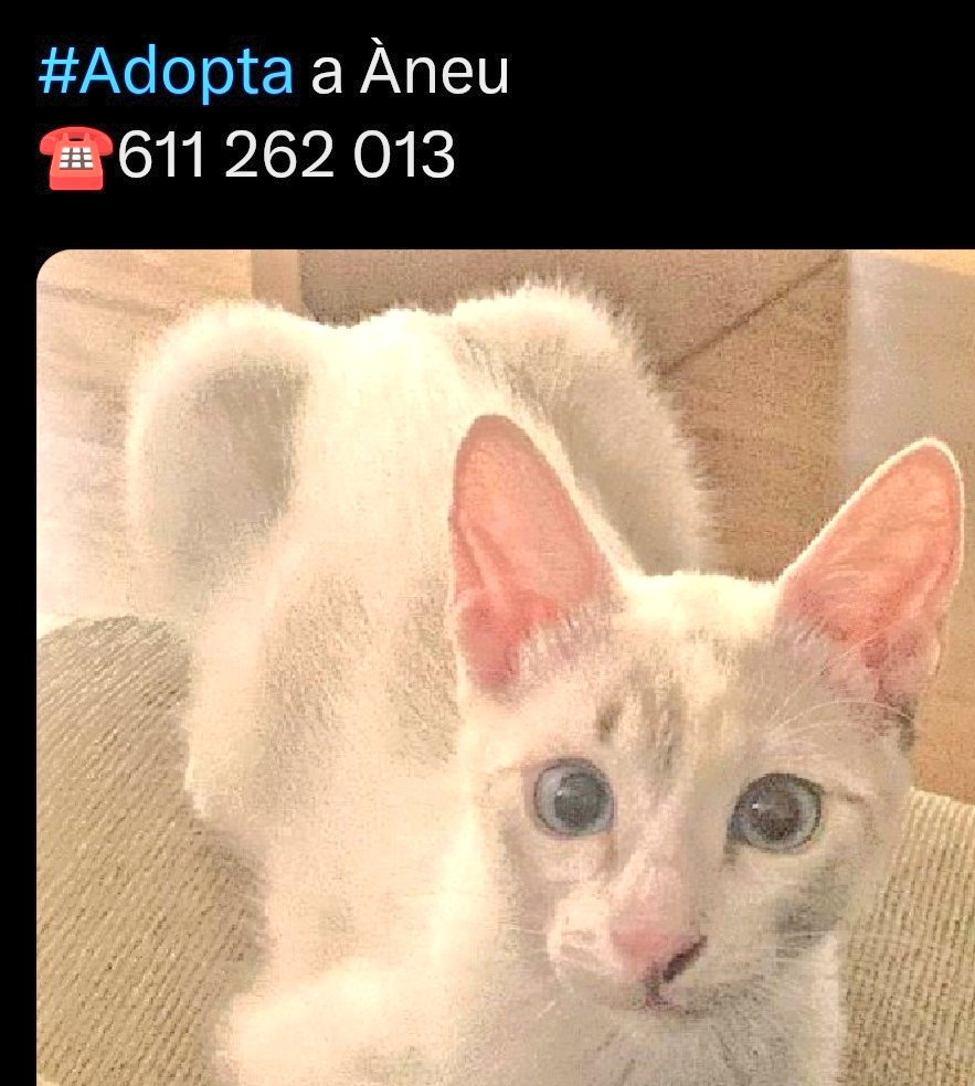 #ANEU criada a biberón para dejarla después abandonada en una torre, sola no podrá sobrevivir 
Tiene 5 mesecitos, sociable y 
mimosa #LLEIDA 
☎️ 611 262 013  
#AdoptaNoCompres #Adopcion 
#gatos #gatitos #ADOPTA