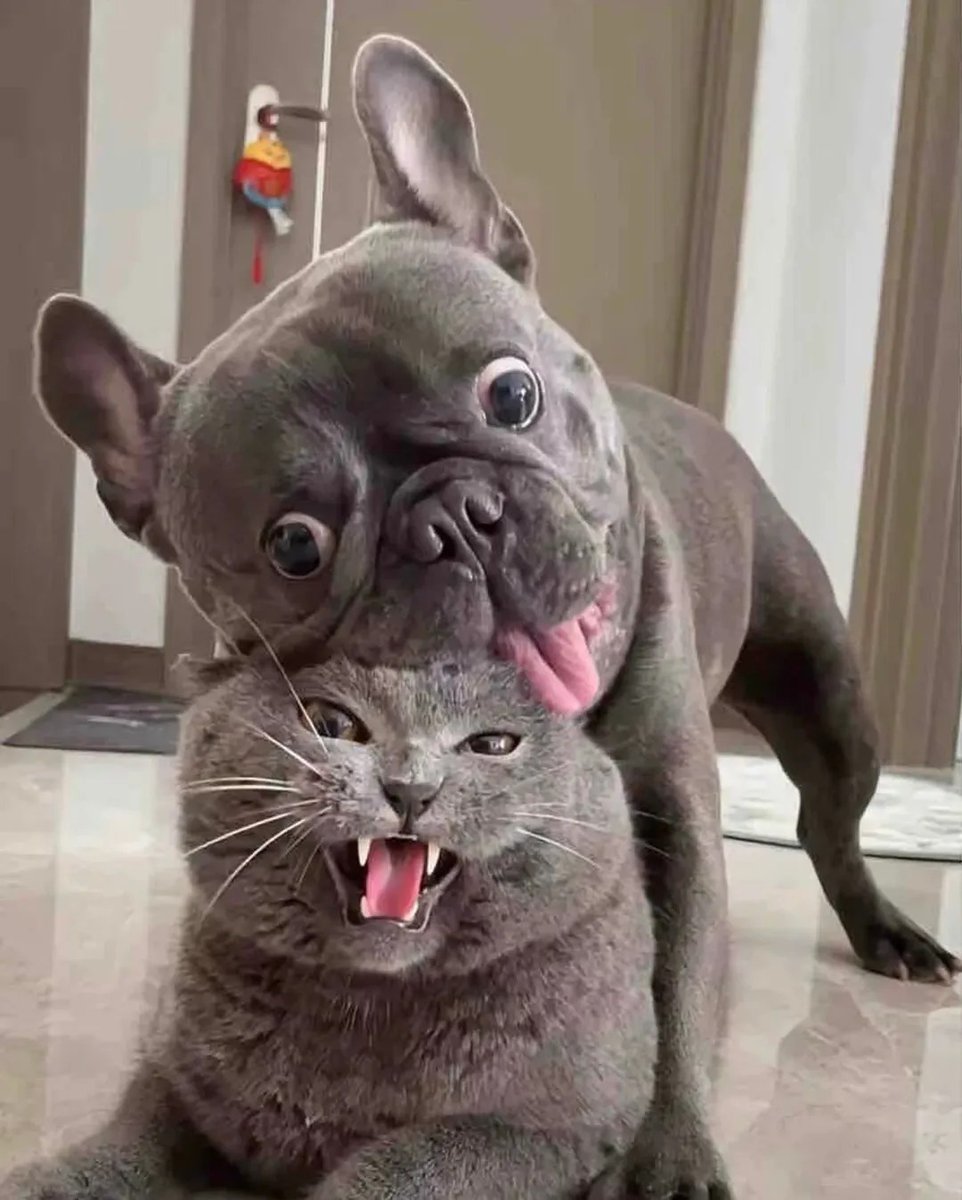 犬吸いしてる時の僕らの顔だいたいこれ