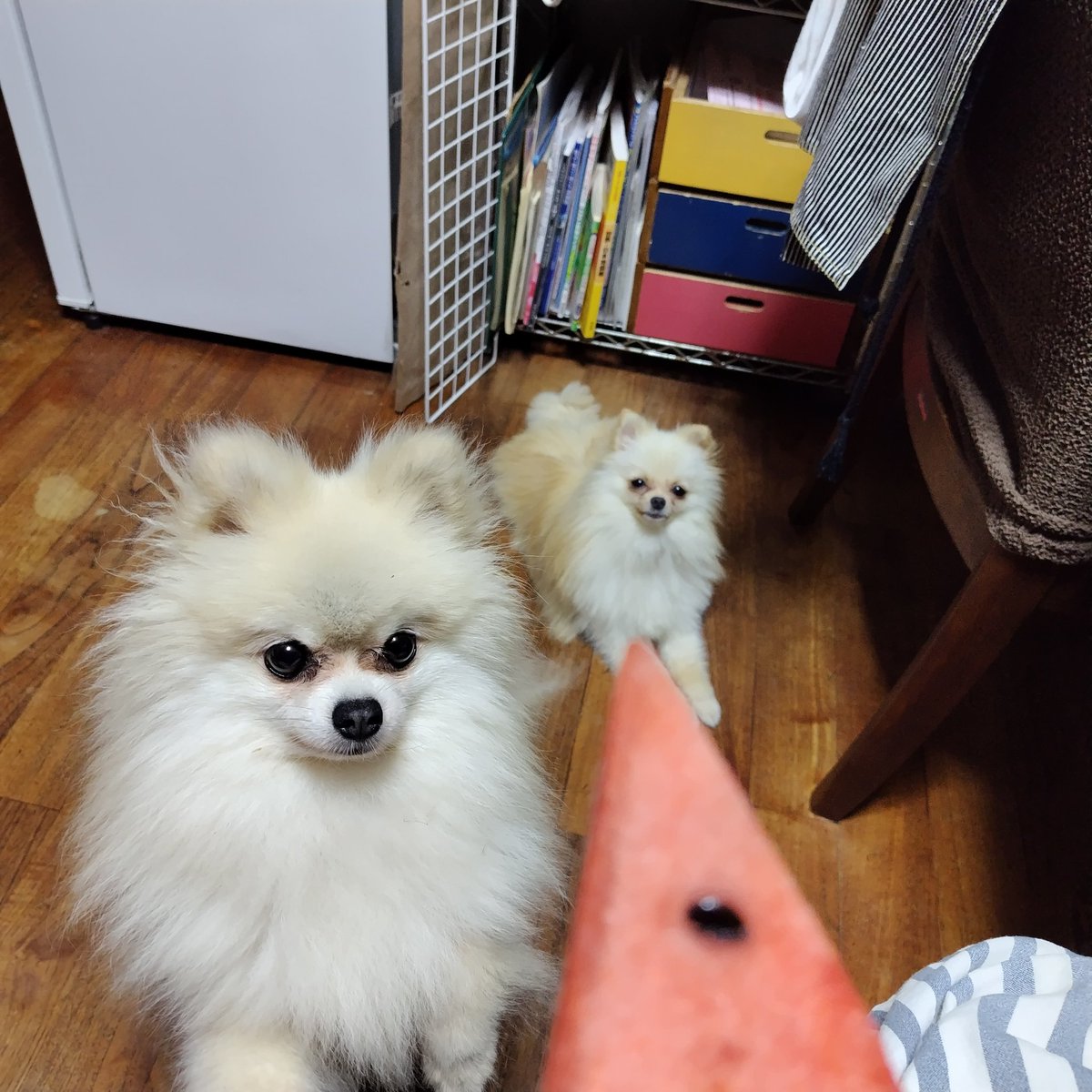 pome_sisters's tweet photo. やっとバタバタも折り返し！
休みが欲しい飼い主とスイカが欲しいポメ姉妹🐶🍉🐶 https://t.co/WEQGyibbOF