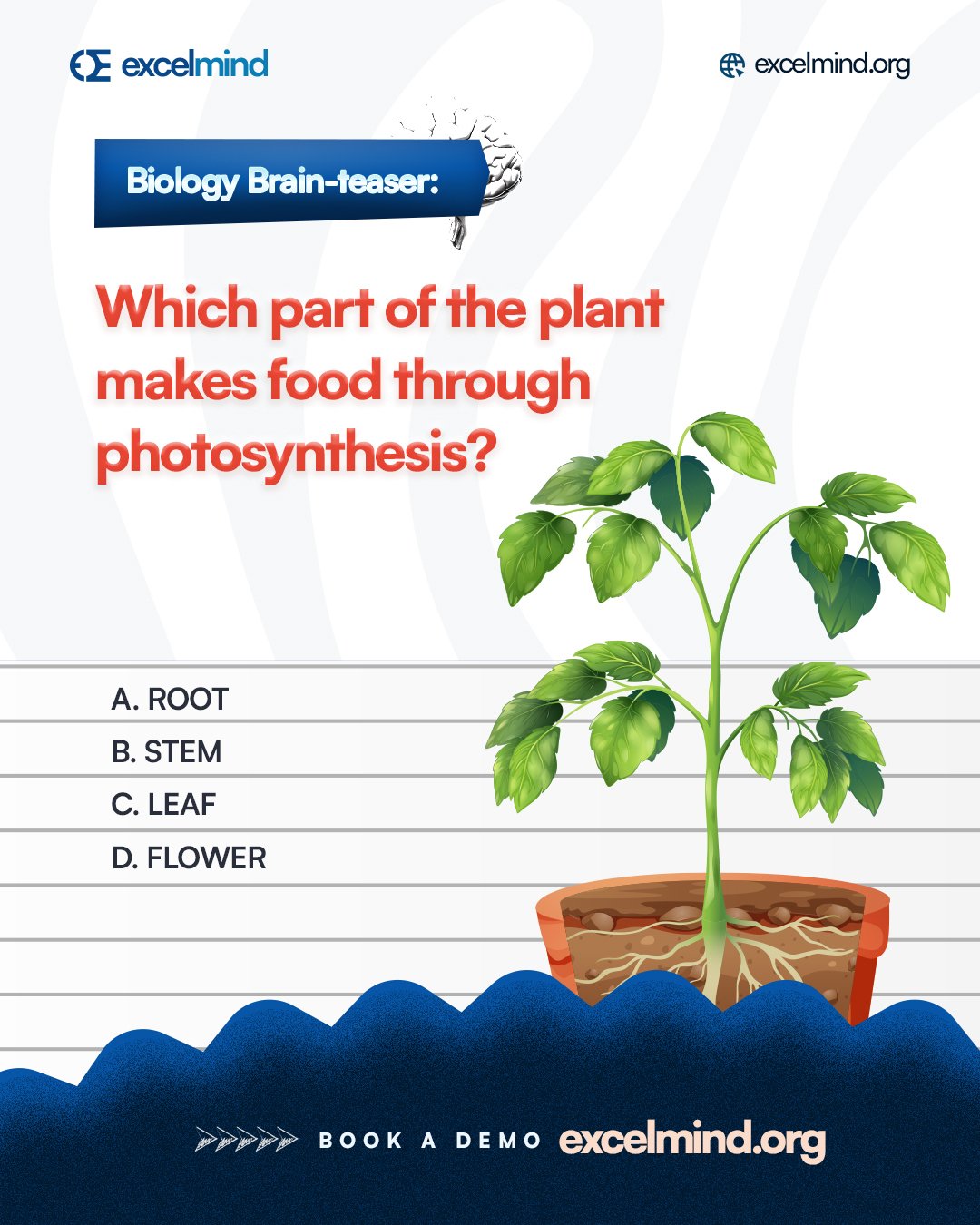 Which Part of Plant Makes Food: Discover Nature’s Green Miracle