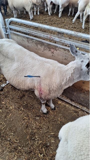 Information sought after sheep targeted with crossbow 
What is the matter with people?
There should be ZERO tolerance for #Animal abuse 
southyorkshire.police.uk/news/south-yor…