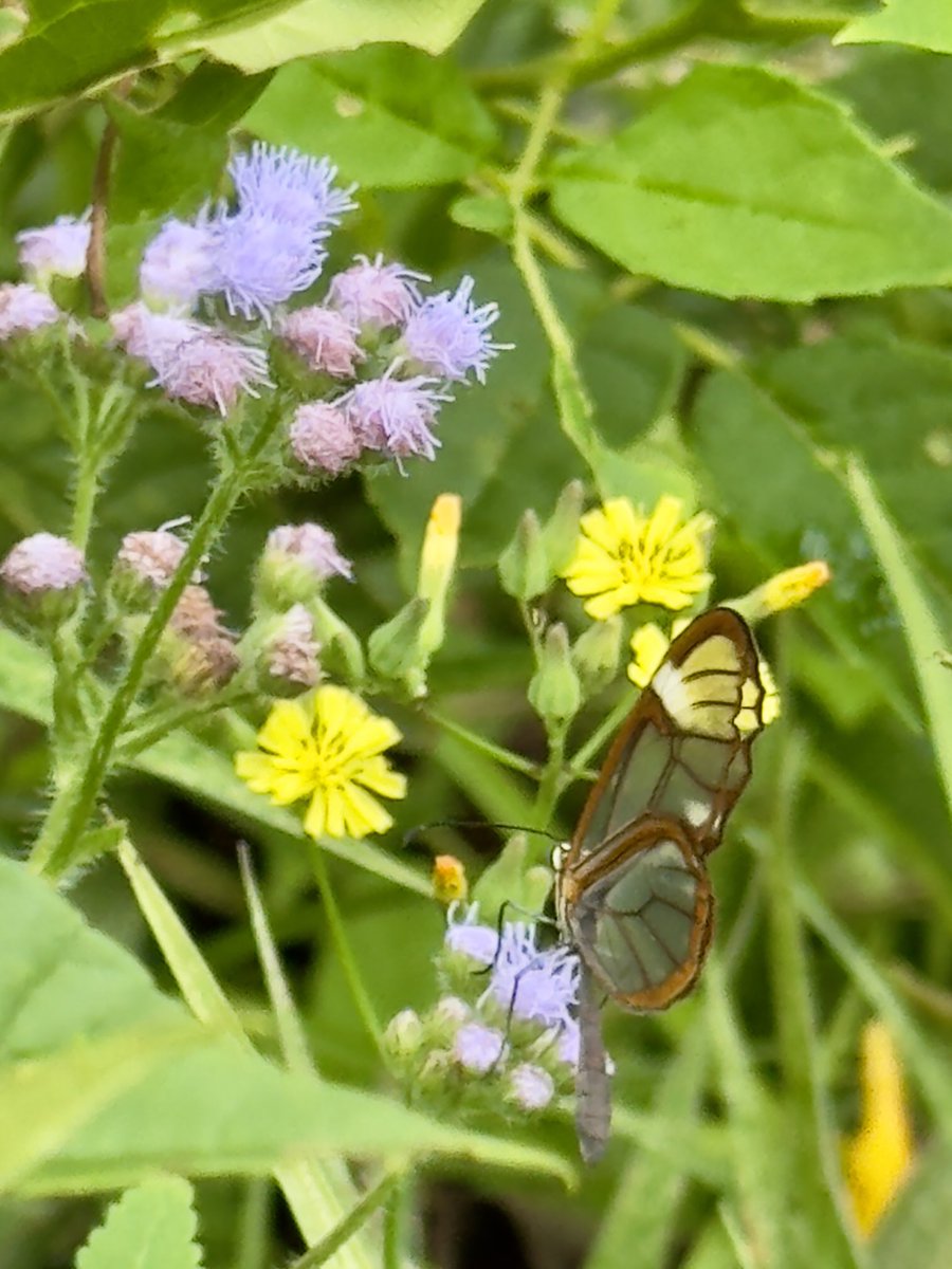 Frágil y bella como la vida, con alas de cristal, tal cual; gracias Julio 🙏🏻💚🙋‍♀️