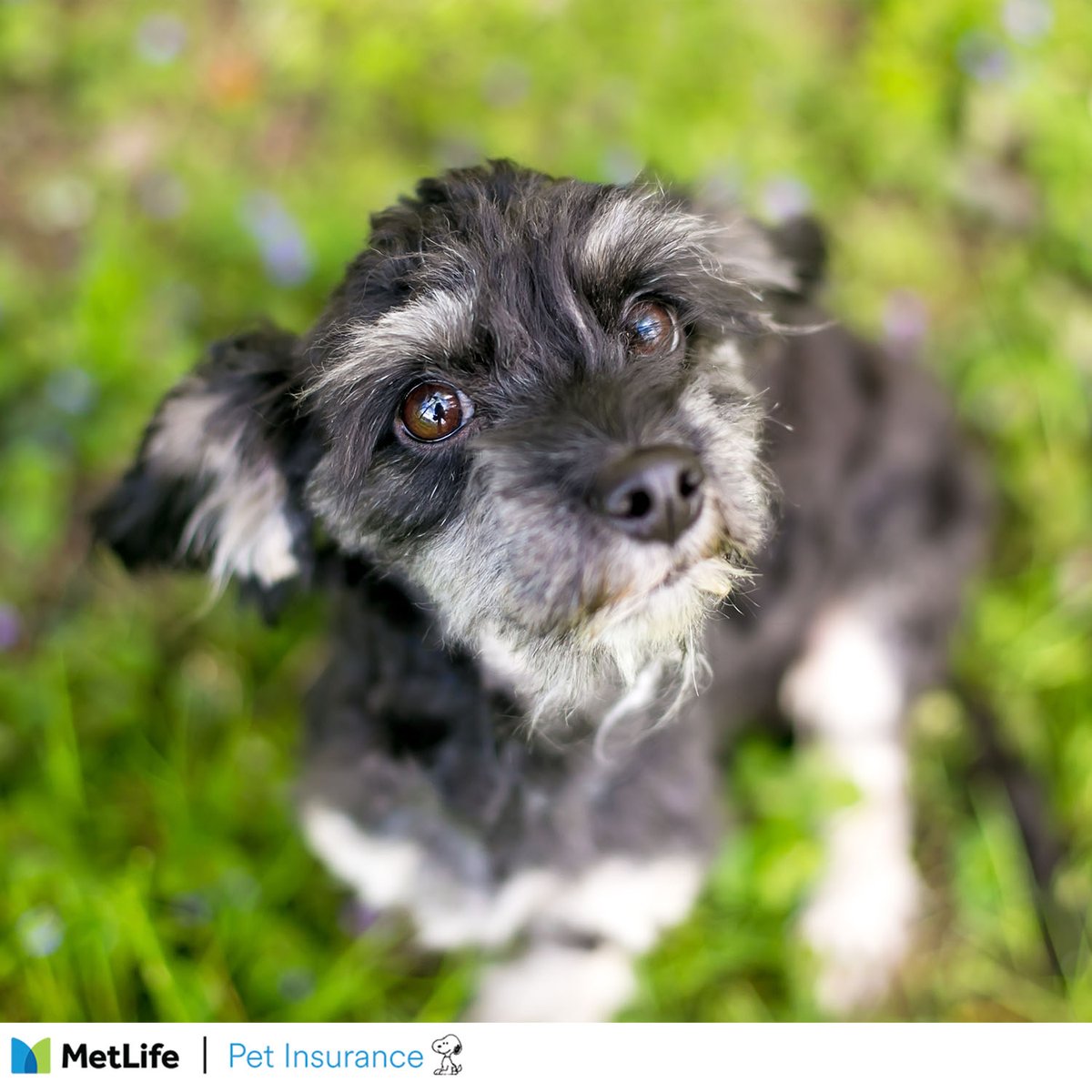 It's National Mutt Day! Let's celebrate by taking a look at seven dog breeds that are most commonly found in mutts and what you can expect from each one! 🐶🐾
hubs.ly/Q03y-4lg0