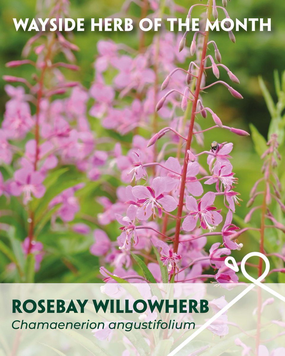 🌿 Wayside Herb of the Month: Rosebay Willowherb - Chamaenerion angustifolium 🌿 

Read the blog written by Jenny Carden-Porrett, here: buff.ly/7vN7MsH 

Note: When taking herbs, we recommend seeking the advice of a qualified medical herbalist.