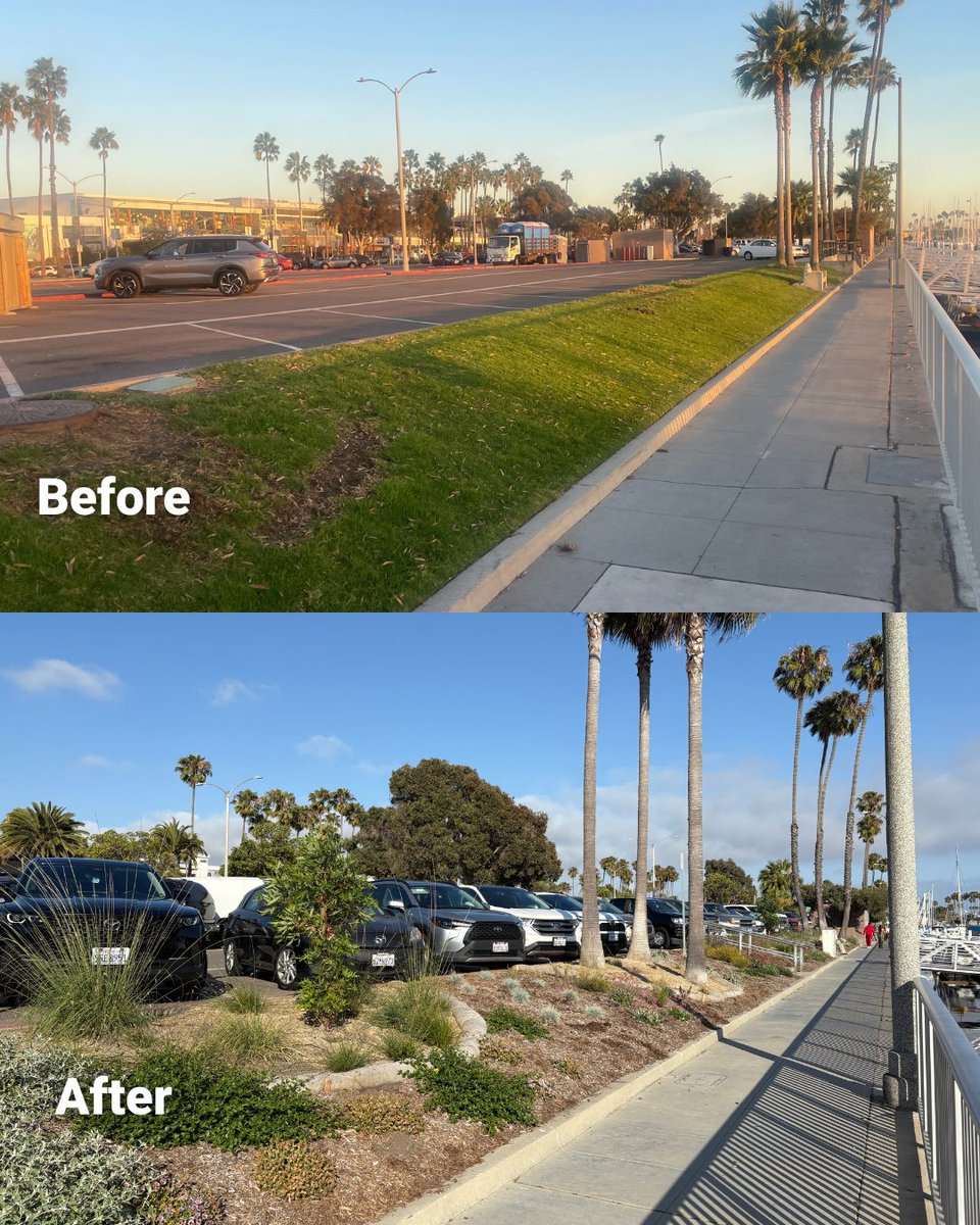 Surfrider Foundation (@surfrider) on Twitter photo Ocean Friendly Garden Transformation 🌱🌊 <a href="/LBsurfrider/">Surfrider Long Beach</a> turned 6,400 square feet of grass into a thriving Ocean Friendly Garden!
The lawn at Alamitos Bay Marina was replaced with rainwater retention features, over 500 native plants and trees, and water-efficient Ocean Friendly Garden Transformation 🌱🌊 <a href="/LBsurfrider/">Surfrider Long Beach</a> turned 6,400 square feet of grass into a thriving Ocean Friendly Garden!
The lawn at Alamitos Bay Marina was replaced with rainwater retention features, over 500 native plants and trees, and water-efficient