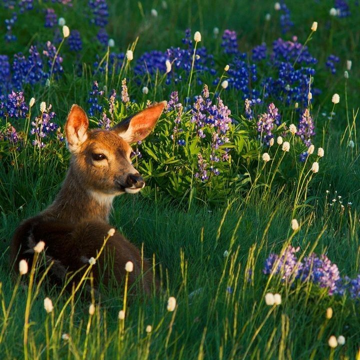 deer encounters 🦌 (@deerencounters) on Twitter photo 