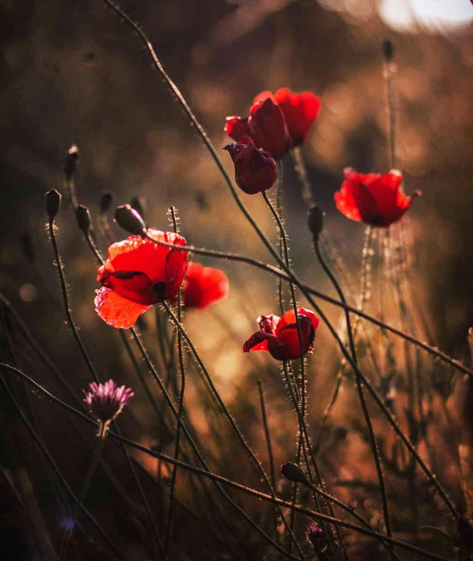 Denn die Arme der Liebe halten dich gut,
sie halten deine Gegenwart,
deine Vergangenheit, deine Zukunft,
die Arme der Liebe umfassen dich ganz ...

Antoine de Saint-Exupéry
29.061900 -31.07.1944