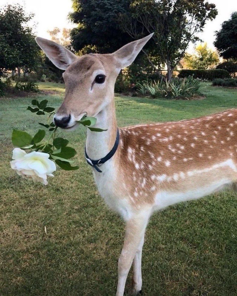 deer encounters 🦌 (@deerencounters) on Twitter photo 