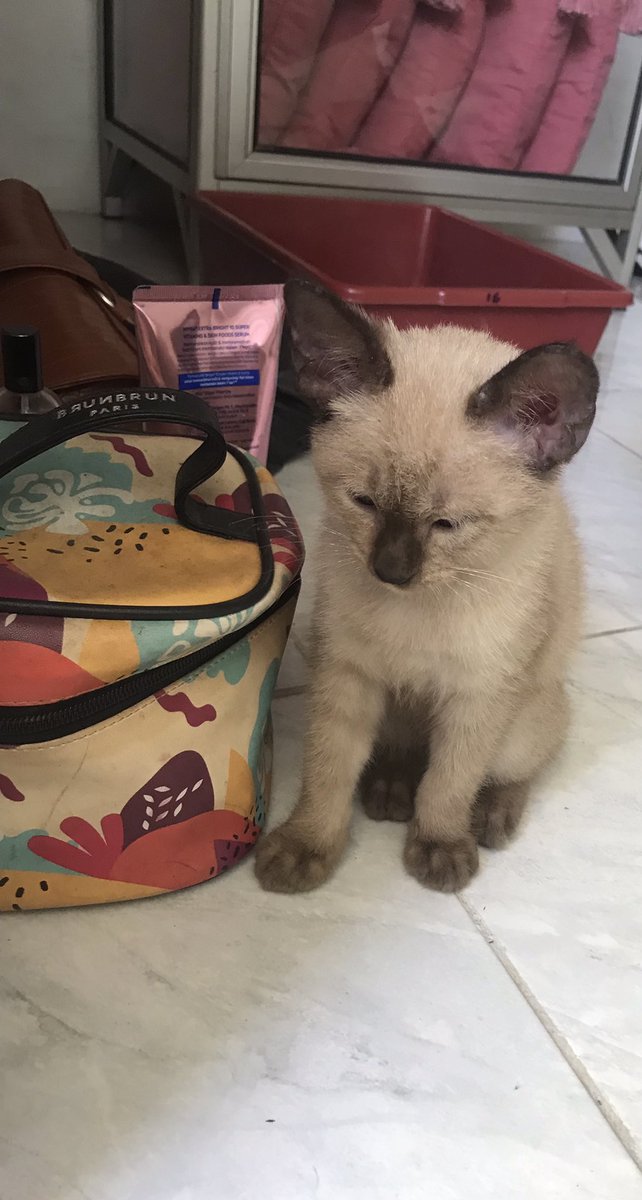 snowycimpong's tweet photo. Foto 1&amp;2: pas banget snowy sampe rumah abis di rescue mama dari jalanan (?) di sebelah tong sampah kata mamaku
Foto ke 3: keesokan paginya setelah di grooming
Foto ke 4: malamnya setelah di grooming

WKWKKWKW IYA DIA BENERAN ANAK PUNGUT GAISSSS 😭😭😭 https://t.co/moD6GevI8r