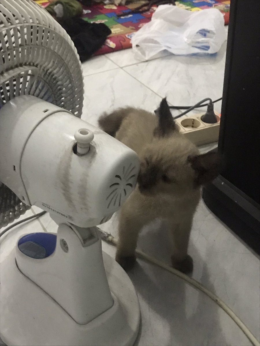 snowycimpong's tweet photo. Foto 1&amp;2: pas banget snowy sampe rumah abis di rescue mama dari jalanan (?) di sebelah tong sampah kata mamaku
Foto ke 3: keesokan paginya setelah di grooming
Foto ke 4: malamnya setelah di grooming

WKWKKWKW IYA DIA BENERAN ANAK PUNGUT GAISSSS 😭😭😭 https://t.co/moD6GevI8r