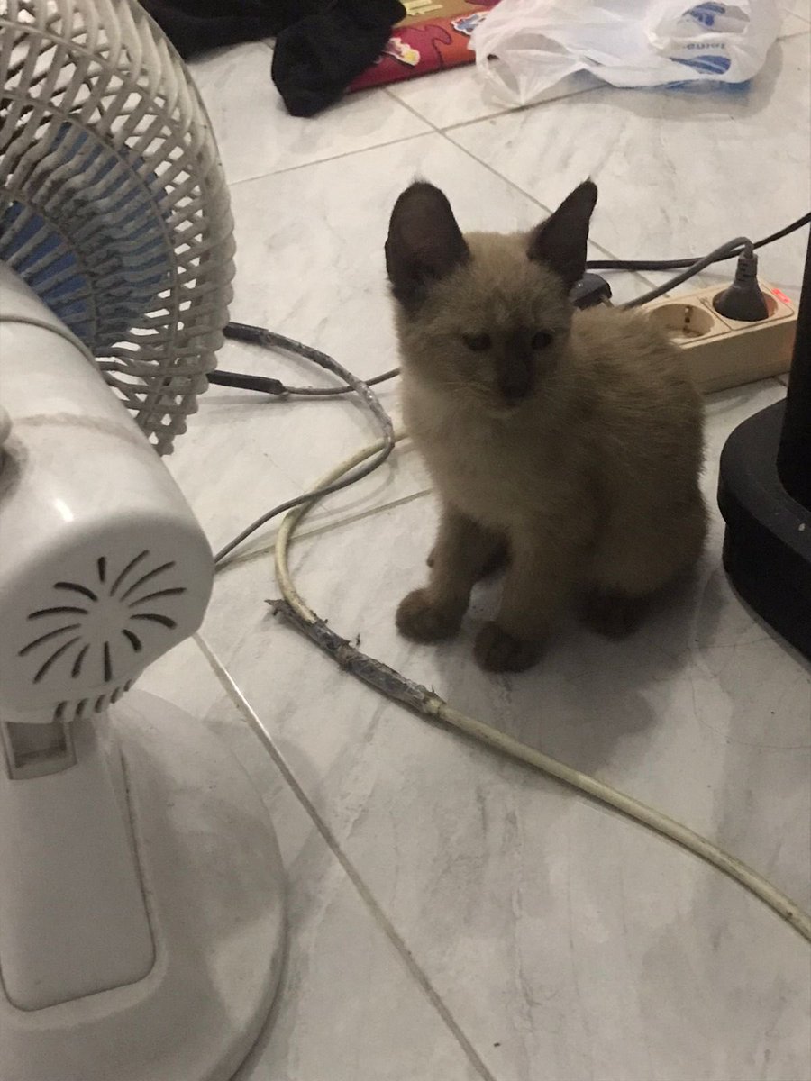 snowycimpong's tweet photo. Foto 1&amp;2: pas banget snowy sampe rumah abis di rescue mama dari jalanan (?) di sebelah tong sampah kata mamaku
Foto ke 3: keesokan paginya setelah di grooming
Foto ke 4: malamnya setelah di grooming

WKWKKWKW IYA DIA BENERAN ANAK PUNGUT GAISSSS 😭😭😭 https://t.co/moD6GevI8r