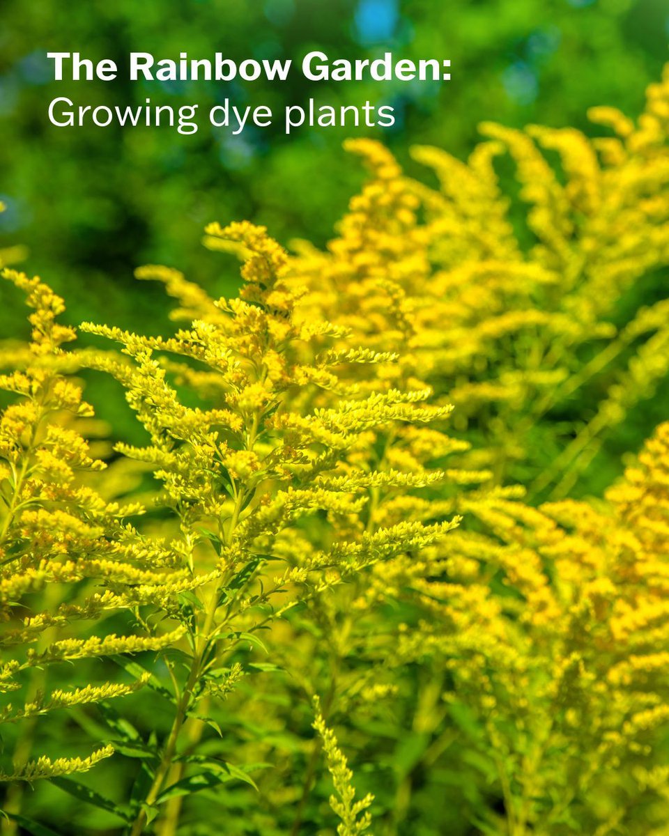 MSU_Extension's tweet image. For centuries, humans have used natural dyes from plants to color fibers, textiles and food. Growing dye plants helps support diversity in garden plots and offers a creative outlet. Learn more:
montana.edu/extension/lila…