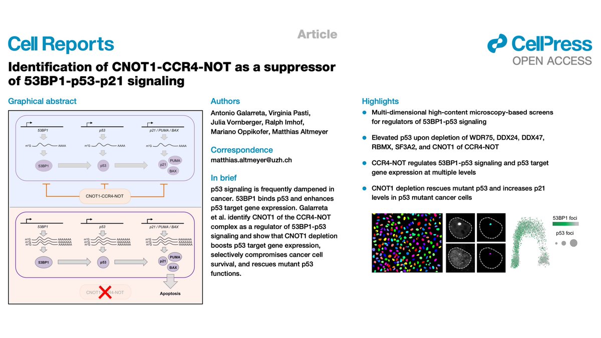 altmeyerlab (@altmeyerlab) on Twitter photo New work from the lab: Identification of CNOT1-CCR4-NOT as a suppressor of 53BP1-p53-p21 signaling <a href="/CellReports/">Cell Reports</a>. Congratulations to first author Antonio Galarreta and to all co-authors. cell.com/cell-reports/f…. #Microscopy #RNAiScreen #Condensates New work from the lab: Identification of CNOT1-CCR4-NOT as a suppressor of 53BP1-p53-p21 signaling <a href="/CellReports/">Cell Reports</a>. Congratulations to first author Antonio Galarreta and to all co-authors. cell.com/cell-reports/f…. #Microscopy #RNAiScreen #Condensates