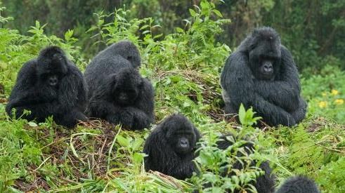 Ever wondered how gorillas are studied? Join a gorilla habituation experience in Bwindi! Spend 4 hours with researchers observing gorillas.  Book this experience at bwindiforestnationalparkuganda.com   #bwindinationalparkgorillatrekking
#bwindigorillatrekking
#bwindigorillatrek