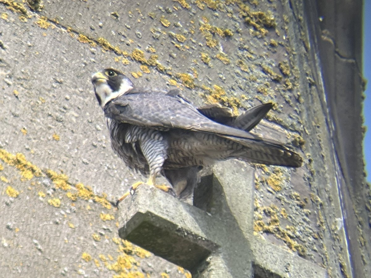 greeny1955's tweet image. Another very busy Peregrine watch this morning at Leicester Cathedral.
Good to see a lot of children getting interested in these urban raptors. #LROS #Leicestercathedral #KRIII