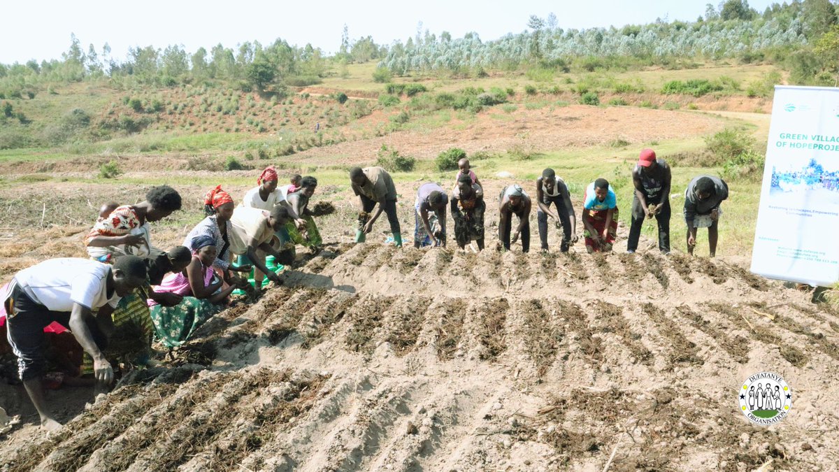 DufatanyeOrg's tweet image. 🌿 130 youth practiced Organic Smart Agriculture—planting vegetables including carrots, amaranthus and more to restore landscapes &amp;amp; build food resilience. #GLFx #SmartAg #LandscapeRestoration @GLFChapters @RwandaYouth @NyanzaDistrict @RwandaSouth