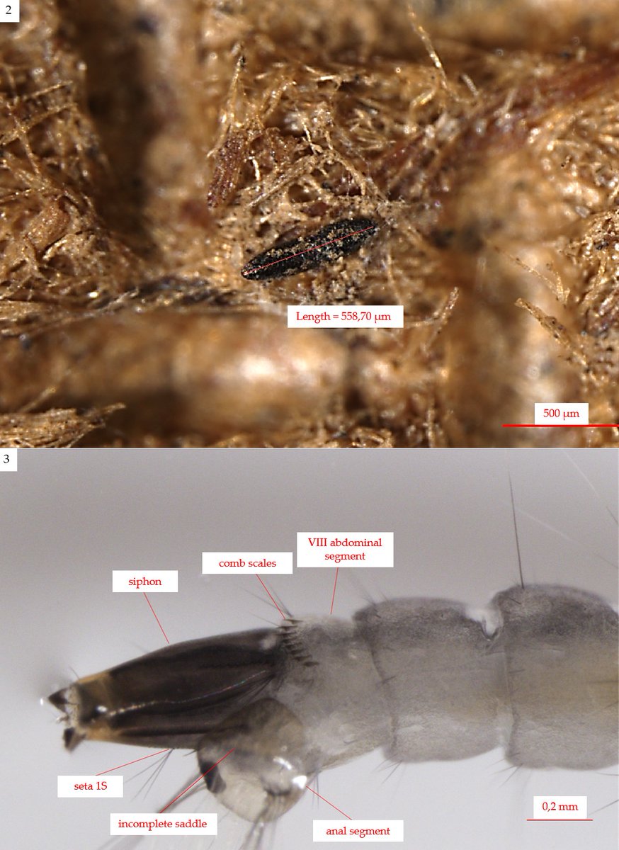#LiteratureNotice. Lara Valderrama, Lorena Llanos, Jorge Fernández, Andrés Castillo, Carolina Reyes. Aedes (Stegomyia) aegypti (Linnaeus, 1762) (Diptera: Culicidae) in the Valparaíso Region: new and southernmost record in continental Chile.
biotaxa.org/rce/article/vi…