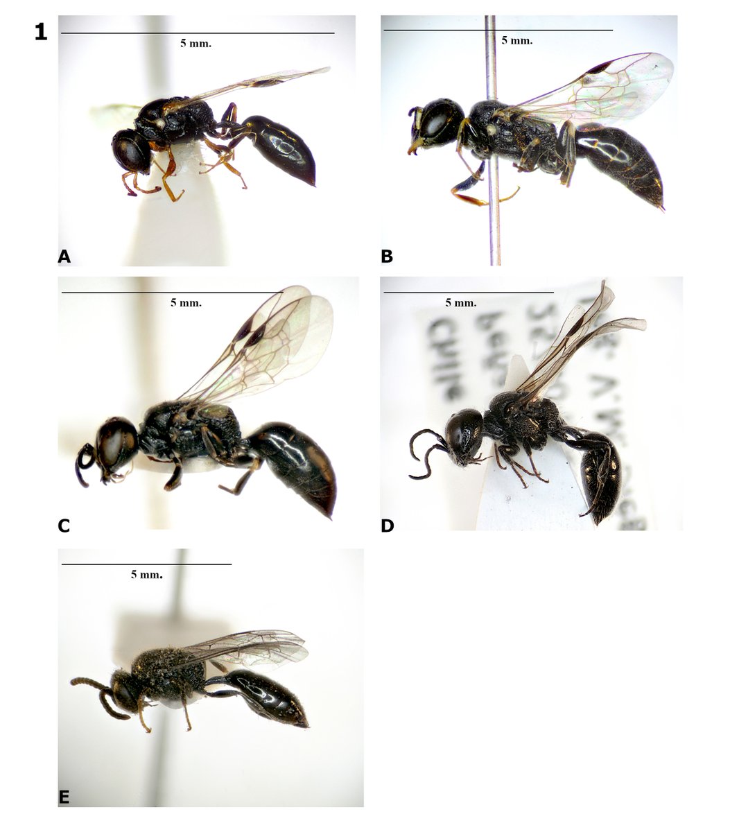 #LiteratureNotice. Roberto Barrera-Medina y Sergio Rothmann. Nuevos registros de Pemphredoninae (Hymenoptera: Crabronidae) en Chile, con observaciones sobre su biología y distribución.
biotaxa.org/rce/article/vi…