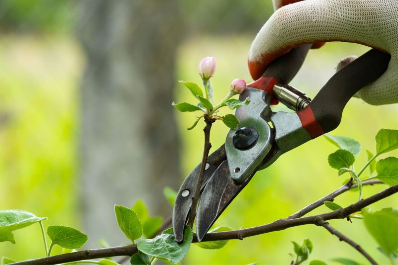 NKijame's tweet image. Prune Regularly: Don't be afraid to prune! Removing dead or diseased branches, pinching back leggy growth, and shaping your plants encourages bushier growth, better air circulation, and more flowers or fruit. #PruningTips #PlantMaintenance