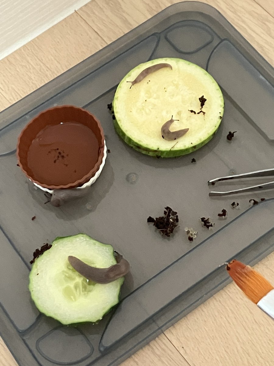 에일리언스테이지? 멋진데~
이 곳은 애호박스테이지다