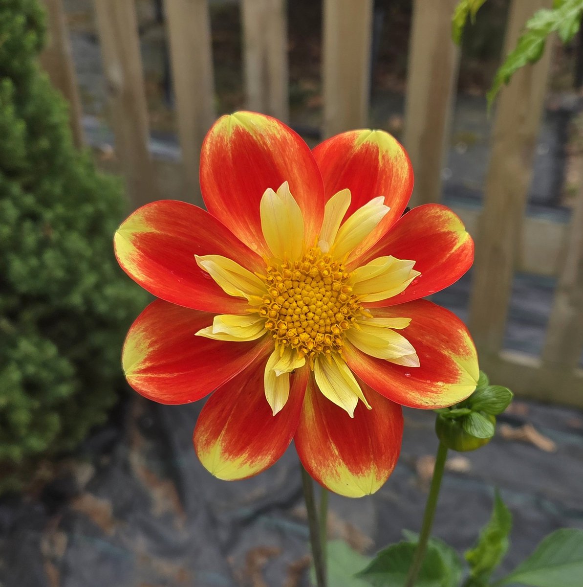 Crocosmia Emily &amp; Dahlia Pooh..