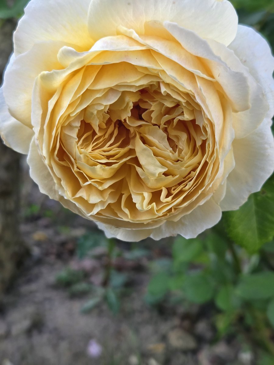 Japanese Anemone &amp; David Austin Roses