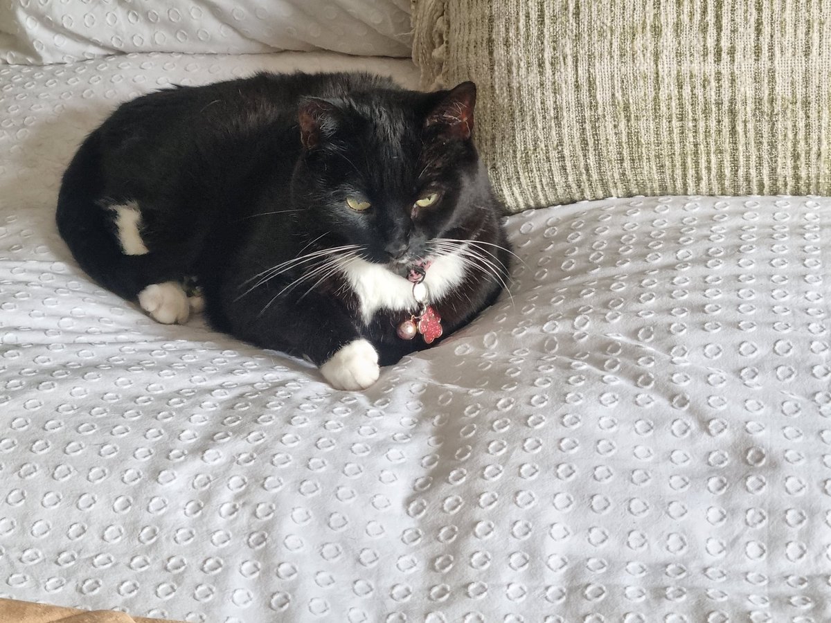Mum not sure why I've chosen to schnooze on a carrier bag 😹🛍️
Skylar also looking at me like "you're an idiot" 😹😸 🐾🐾
Meow!