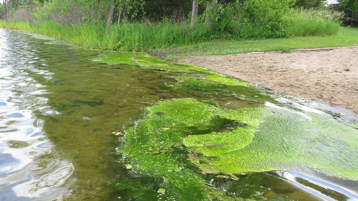 Minnesota Sea Grant | MNSG (@mnseagrant) on Twitter photo 🌊 Algae blooms in northern #Minnesota? It's more likely than you think.
Join <a href="/ItascaWaters/">Itasca Waters</a> + MNSG to learn how a changing climate is fueling harmful #AlgaeBlooms, even in cold, clear lakes like #LakeSuperior.
🧪 Free webinar on August 7 → z.umn.edu/mnsg_pww-algal… 🌊 Algae blooms in northern #Minnesota? It's more likely than you think.
Join <a href="/ItascaWaters/">Itasca Waters</a> + MNSG to learn how a changing climate is fueling harmful #AlgaeBlooms, even in cold, clear lakes like #LakeSuperior.
🧪 Free webinar on August 7 → z.umn.edu/mnsg_pww-algal…