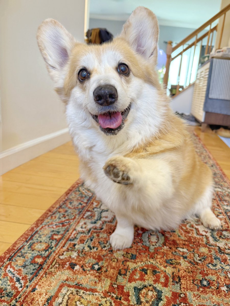 Thanks for helping me get all the boops. My doggy battery is fully recharged and happy again! Maybe next time I’ll try to set a world record for the most boops ever. I raise my paw to you. Grab on for good vibes. Wishing you a good day ahead, furriend 💛🐾 #corgi #corgicrew