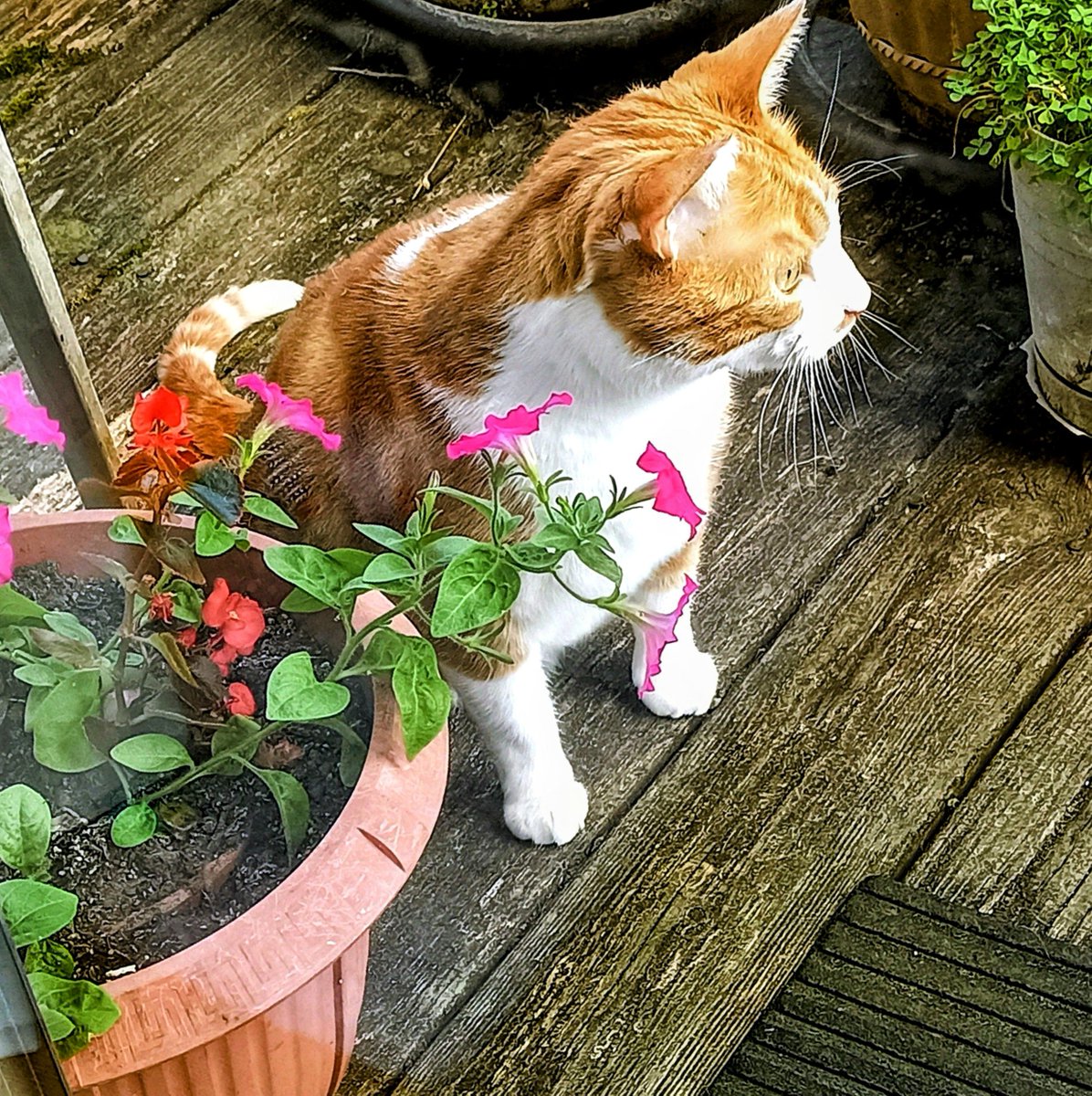🌊😺Flo and Brigadier Sammy😺🌊 (@aurora3s) on Twitter photo #ZSHQ <a href="/catsrule0/">Marie Choo Choo, married to Chalky</a> <a href="/dora_nlk/">Dora K</a> <a href="/parham1961/">jackie parham</a> <a href="/LBisaillon/">Chowsie</a> @bloomNight2 <a href="/marisbellamy1/">Maris Bellamy</a> <a href="/Vanessaandcats1/">Vanessa Taylor</a> <a href="/GailCarangelo/">Gail K. Carangelo</a> <a href="/MauSupercat/">House of Mau</a> <a href="/Palmolive_S_Pan/">Palmolive</a> <a href="/JennyNicholas4/">Jenny,Saffy,Tigger,Fizbo an Twerp da Canary</a> <a href="/Lindsayph6/">Lindsayph</a>
<a href="/AviwhiteGSD/">Avilovesdogsandcats❤️</a>
Me enjoying the nice weather not too hot and no rain. Enjoy your day all 😘🌷 #ZSHQ <a href="/catsrule0/">Marie Choo Choo, married to Chalky</a> <a href="/dora_nlk/">Dora K</a> <a href="/parham1961/">jackie parham</a> <a href="/LBisaillon/">Chowsie</a> @bloomNight2 <a href="/marisbellamy1/">Maris Bellamy</a> <a href="/Vanessaandcats1/">Vanessa Taylor</a> <a href="/GailCarangelo/">Gail K. Carangelo</a> <a href="/MauSupercat/">House of Mau</a> <a href="/Palmolive_S_Pan/">Palmolive</a> <a href="/JennyNicholas4/">Jenny,Saffy,Tigger,Fizbo an Twerp da Canary</a> <a href="/Lindsayph6/">Lindsayph</a>
<a href="/AviwhiteGSD/">Avilovesdogsandcats❤️</a>
Me enjoying the nice weather not too hot and no rain. Enjoy your day all 😘🌷
