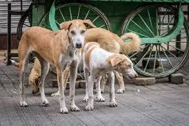 A total of 49 cases of rabies have been reported in #Delhi ,so far this year, while over 65,000 stray #dogs have been sterilised and vaccinated over a six-month period.

Ready my story here <a href="/PTI_News/">Press Trust of India</a> 

ptinews.com/story/national…