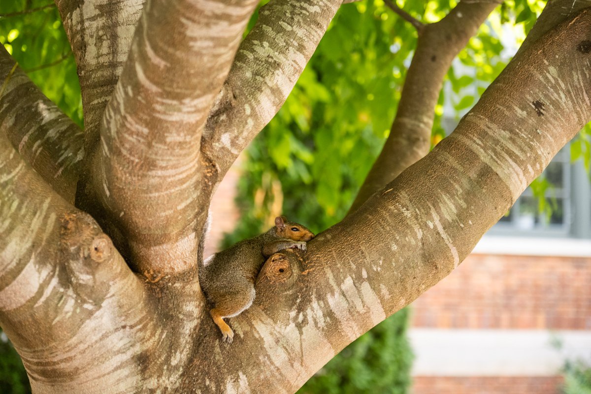 It's been a little hot on campus lately.
Squirrel: "No, it's the humidity that gets you."