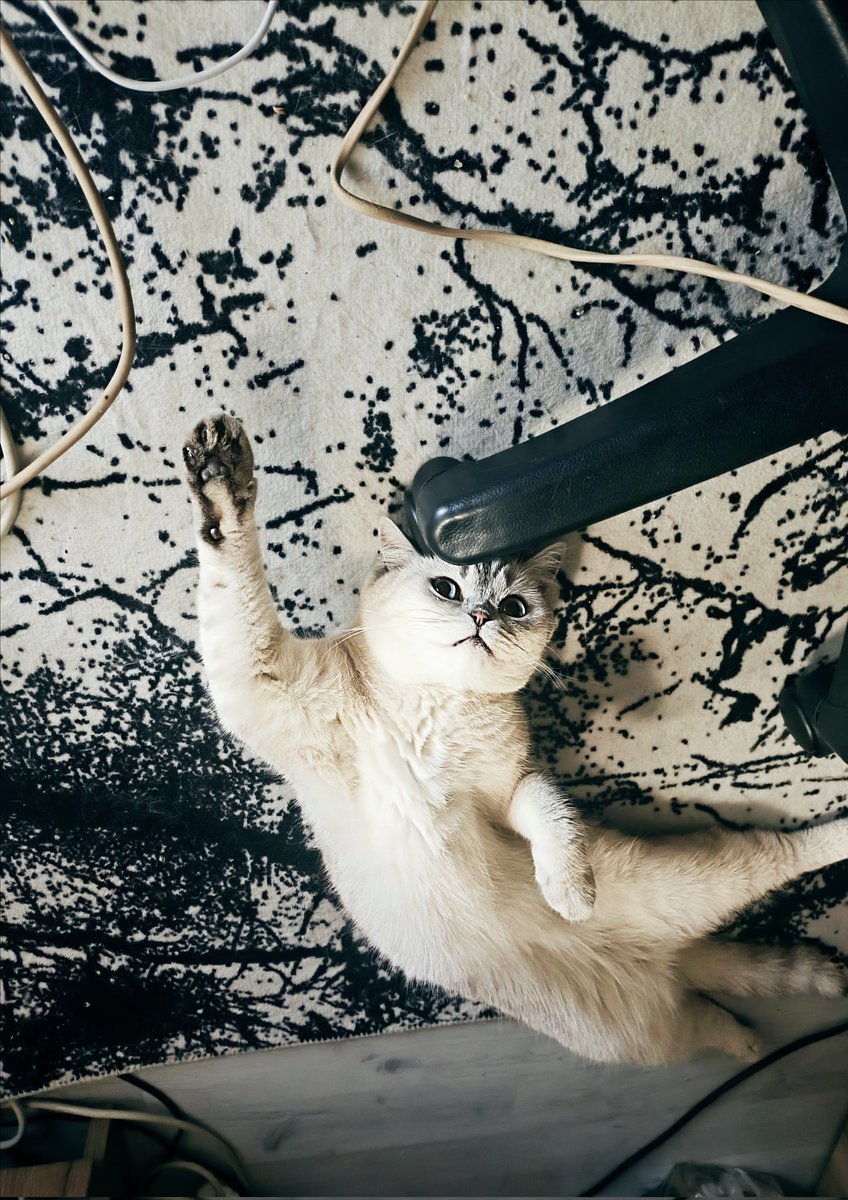 traderpac's tweet image. babasının aşkı ❤️🐱