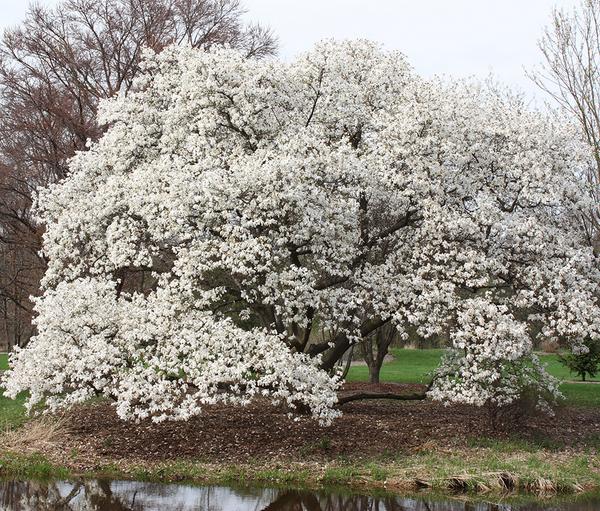 Suena 
Cantor de magnolia 
        Sueña en nubes de bombón 
#haiku