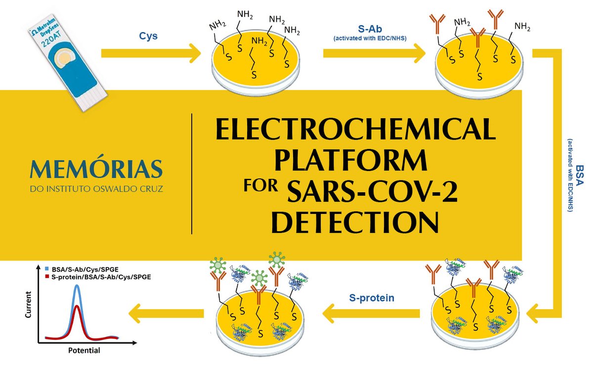 A new manuscript published in <a href="/MemoriasJournal/">Memorias Journal</a> analysed a label-free electrochemical platform developed for sensing of SARS-CoV-2 S-protein. The development of diagnostic tests was crucial for identifying and controlling new cases of the disease. <a href="/memorias/">memorias</a>.ioc.fiocruz.br.