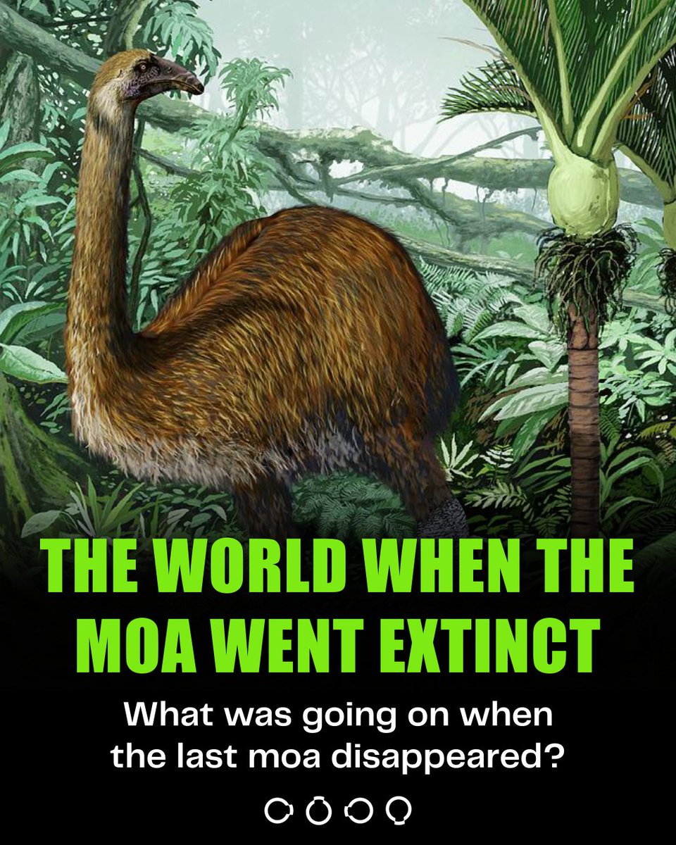 The moa went extinct around 1400 CE. What was happening in the world when they disappeared?

Pandemics, power plays, new empires, rising cities, and shifting cultures. The last moa stepped out of history just as the modern world was kicking off.