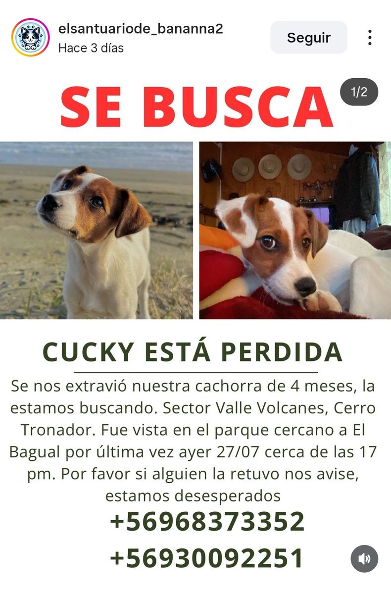 SOS Animales (@sos_animales) on Twitter photo ##URGENTE #SeBusca #PERDIDA en Cerro Tronador en #PuertoMontt cachorra 4 meses <a href="/KarendTV/">Karen Doggenweiler L</a> <a href="/kattykowaleczko/">Katty Kowaleczko</a> <a href="/AnimalParaiso/">AnimalParaíso</a> No lleves a tus peludos a cerros, menos sin correa, afectan la biodiversidad del lugar y se pueden perder ##URGENTE #SeBusca #PERDIDA en Cerro Tronador en #PuertoMontt cachorra 4 meses <a href="/KarendTV/">Karen Doggenweiler L</a> <a href="/kattykowaleczko/">Katty Kowaleczko</a> <a href="/AnimalParaiso/">AnimalParaíso</a> No lleves a tus peludos a cerros, menos sin correa, afectan la biodiversidad del lugar y se pueden perder