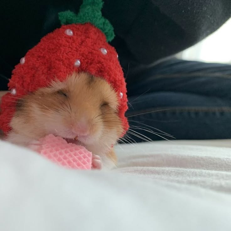 hamster tweet media