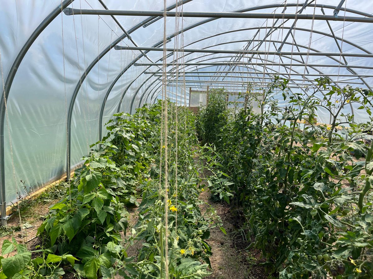 Our Pentwyn market garden tenant, Lisa, has been busy filling her 30x60ft polytunnel with a vibrant mix of fruit and veg - including tomatoes, cucumbers, beans, aubergines, peppers, strawberries, and more! 

📩 To hear what’s in season and available, contact 07971 148531
