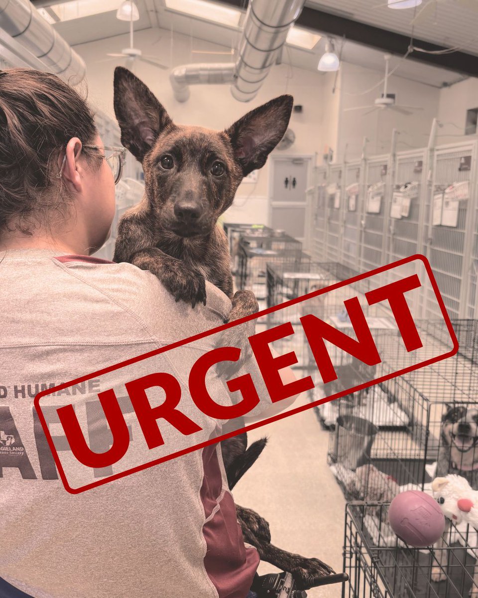 🚨 URGENT: The dog kennels are FULL! Crates line the aisles. There’s no space left. Dogs need you now:

✅ Adopt
✅ Share this post
✅ Donate for food &amp; care

Every adoption, share &amp; dollar saves lives!
Adopt: aggielandhumane.org/adopt-a-pet/
Give: aggielandhumane.org/make-a-one-tim…