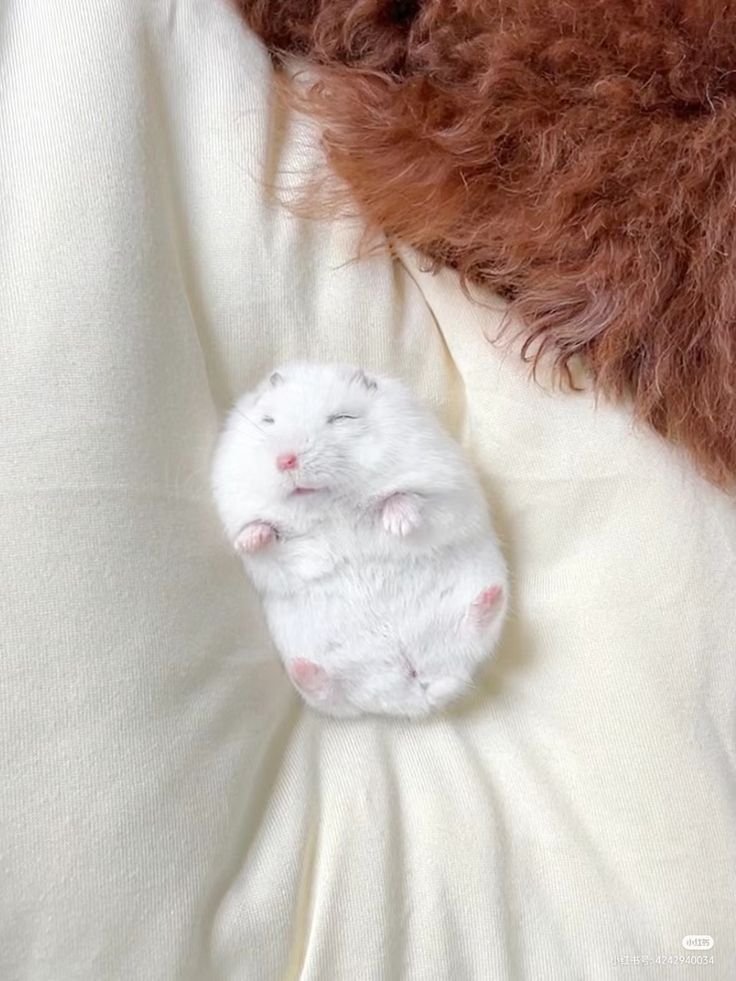hamster (@hamsterie) on Twitter photo 
