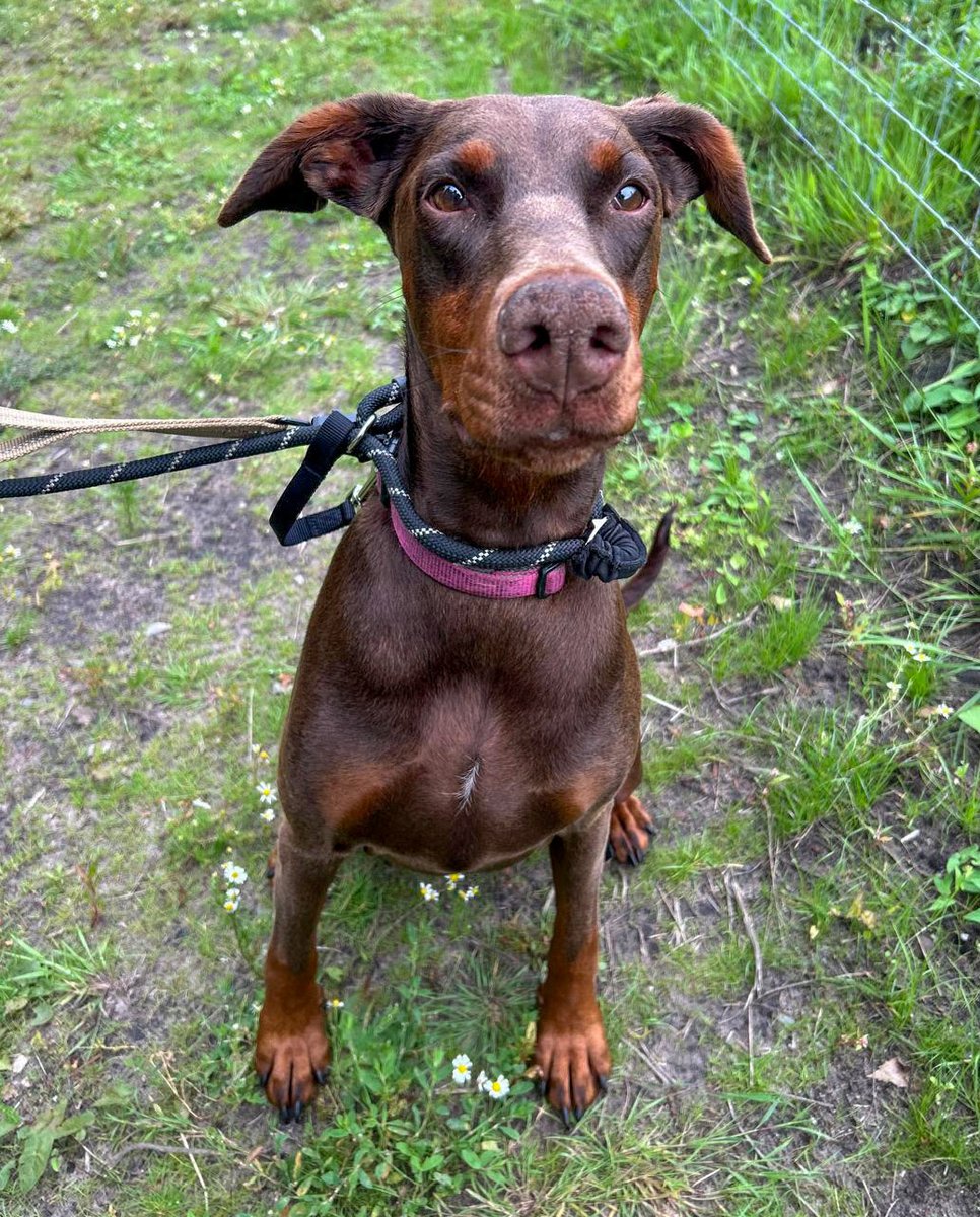 DRUE Dobermann Rescue tweet media