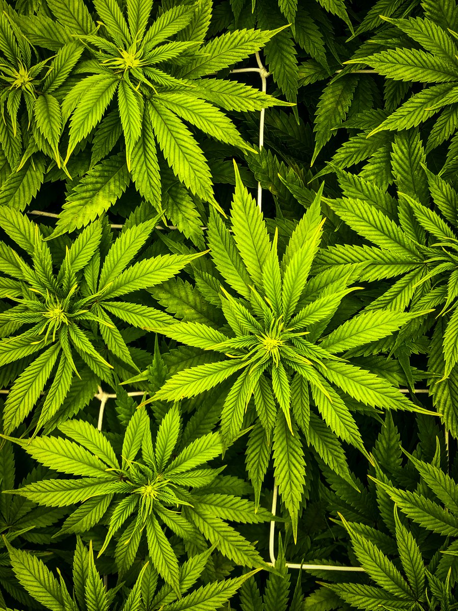 👀👀👀

Bipartisan senators told Marijuana Moment they're confident a final deal on rules for hemp THC products will be reached, as Sen. Rand Paul (R-KY) filed a new amendment that would ban synthetic cannabinoid products.

marijuanamoment.net/bipartisan-sen…