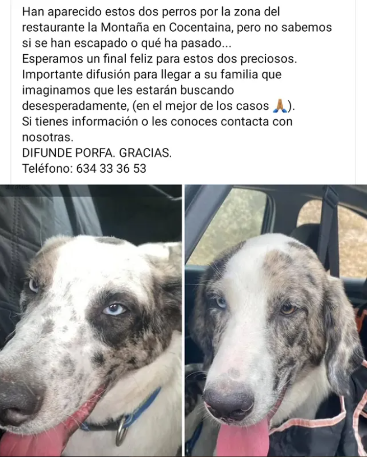 Nuriavg6's tweet photo. #AYUDA #PerrosEncontrados #PerrosDesaparecidos Estos 2 #perros han aparecido por la zona del restaurante La Montaña en #Cocentaina provincia de #Alicante Por favor si alguien conoce a su familia o los reconoce, el teléfono de contacto es 634333653 gracias https://t.co/bkpbqm33ld