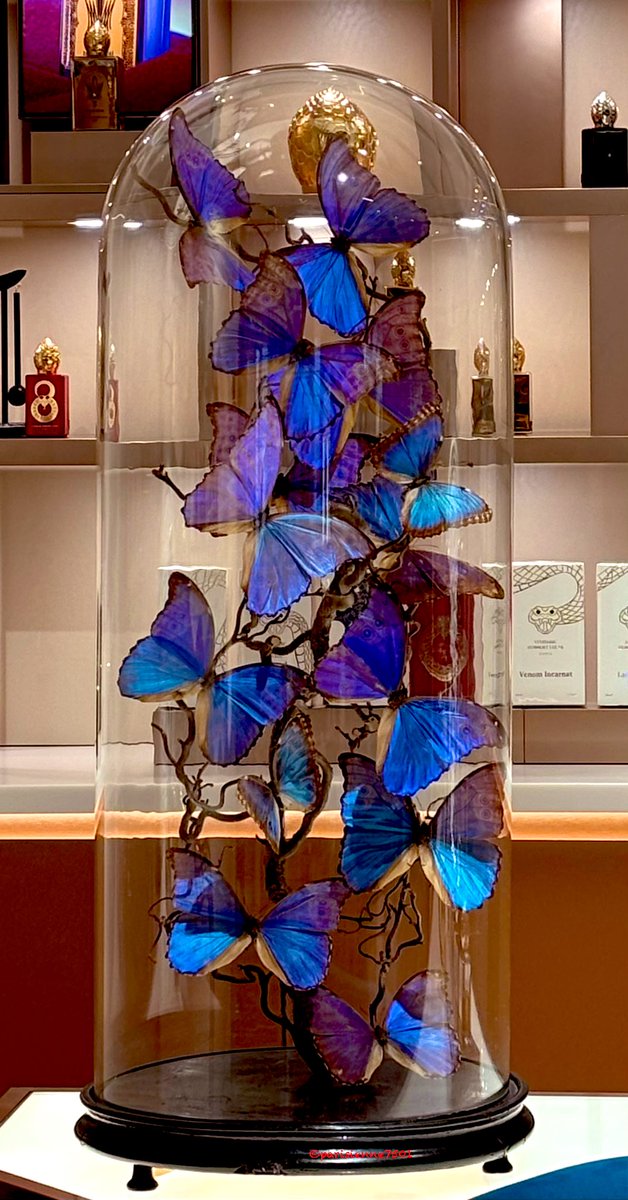 Parisienne_7501's tweet image. 😍😍 #papillon #printemps #paris #haussmann #parfum #jeudiphoto