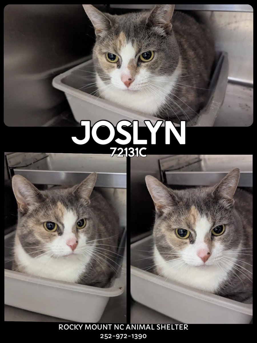 🚨 8 New Cats &amp; Kittens 🚨
#RockyMount #NorthCarolina
These sweet 🐱 NEED PLEDGES , rescue, or adopters fast 🔥 available now but cats don’t get much time here either. More 📸 &amp; ℹ️ on shelter’s 🔗 RManimal.petfinder.com Please share, pledge, or foster or adopt if you can 🙏🏽🏡♥️
